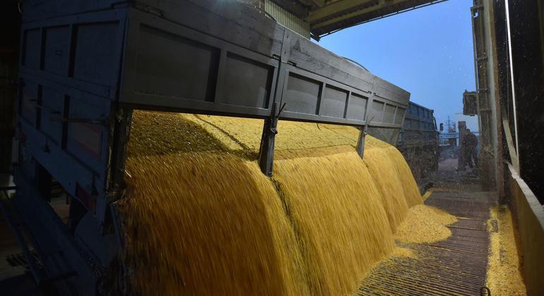 在乌克兰斯克维拉的一家谷物加工厂,一辆卡车正在卸载玉米粒.